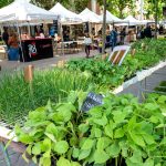 Granollers celebra una edició especial del Mercat del Dissabte dedicada a l’agroecologia i l’economia social